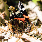 Red Admiral