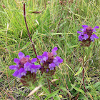 Common selfheal or Native heal all