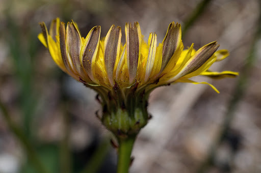 Hypochaeris radicata