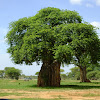 Baobab