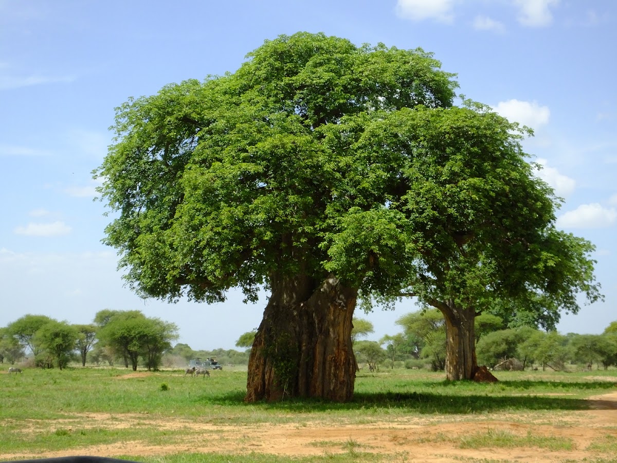 Baobab