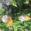 Fiery Skipper