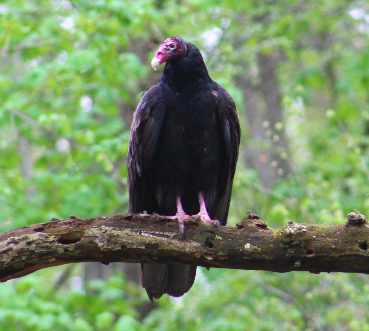 Turkey Vulture