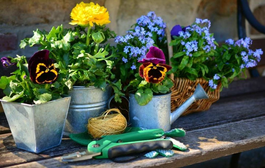 Flowering Plants in Very Small Pots