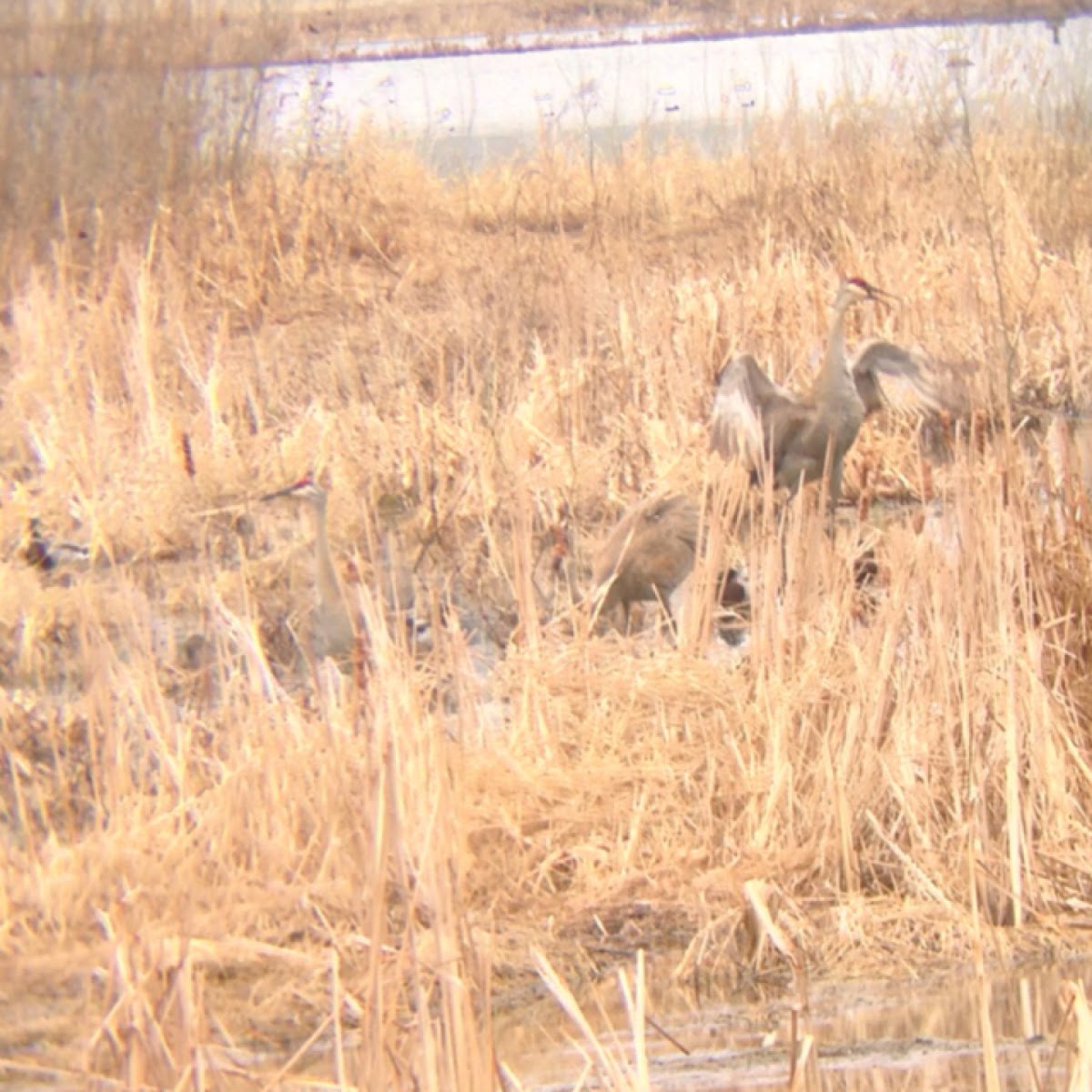 Sandhill Crane