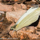 Small White