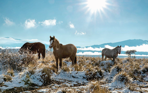 Snowfield Horses screenshot 1