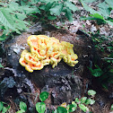 Chicken of the Woods