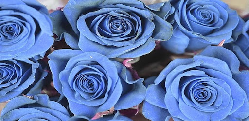 Descargar Imagenes de Rosas Azules para PC gratis - última versión -  com.nanchosapps.imagenesrosasazules