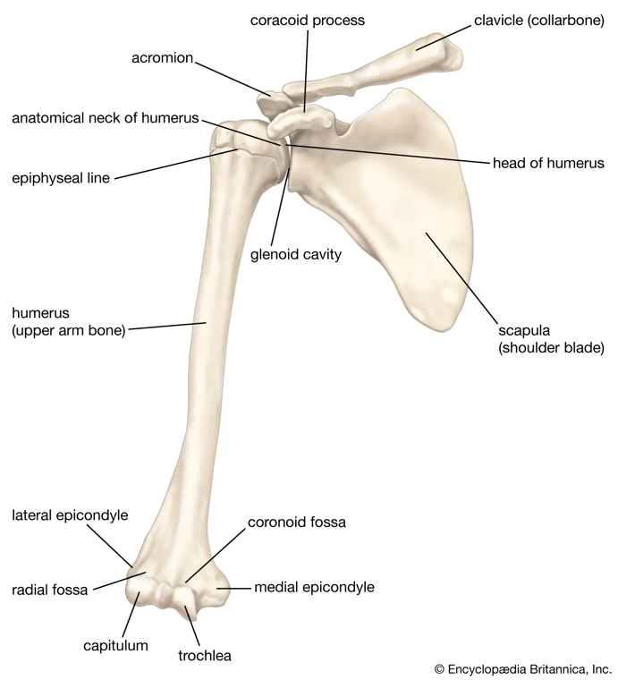 Scapula | anatomy | Britannica
