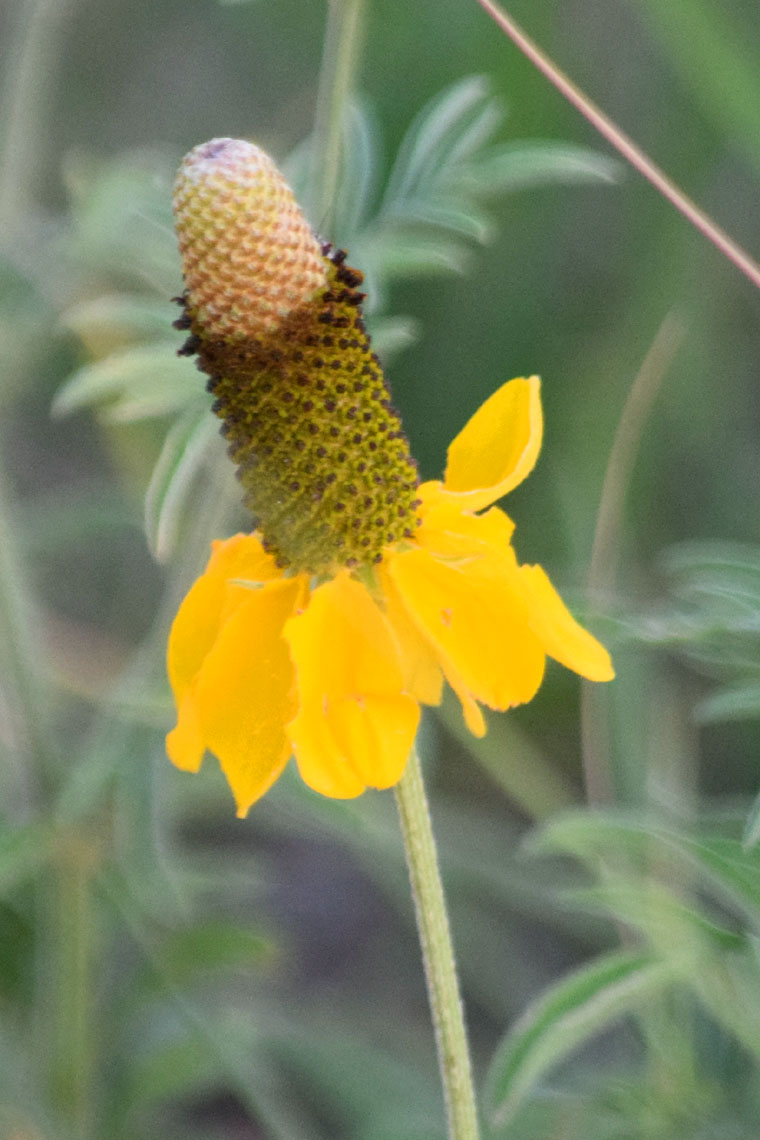 Upright Prairie Coneflower