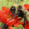 Indiscriminate Cuckoo Bumble Bee