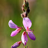 Showy Tick Trefoil