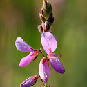 Showy Tick Trefoil