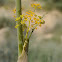 Negev False Fennel