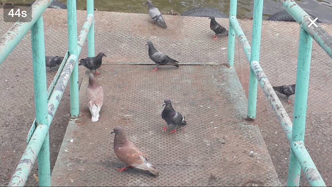 Pigeons