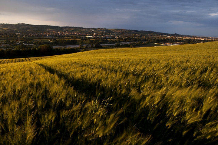 Le sfumature del grano di roby22