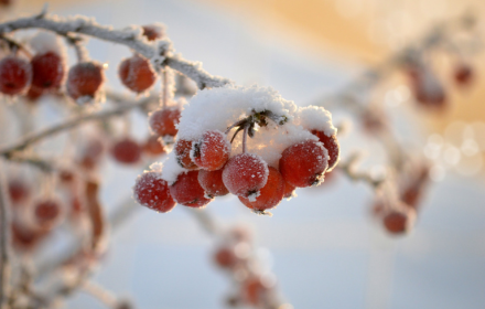 icy fruit small promo image