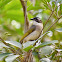 Light-vented Bulbul/Chinese Bulbul