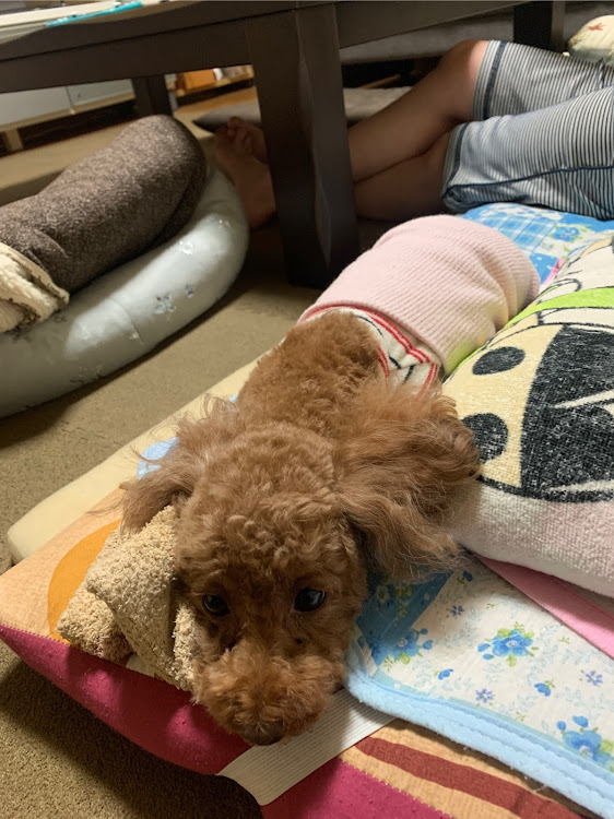 澪ｰMioｰさんが投稿した愚痴です、申し訳ございません・観覧注意・心の声に関するカスタム事例の投稿画像1枚目