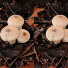 common puffball