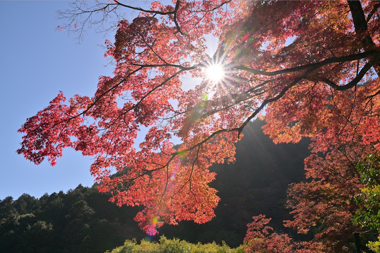 の投稿画像15枚目