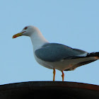 Caspian gull (Ασημόγλαρος)