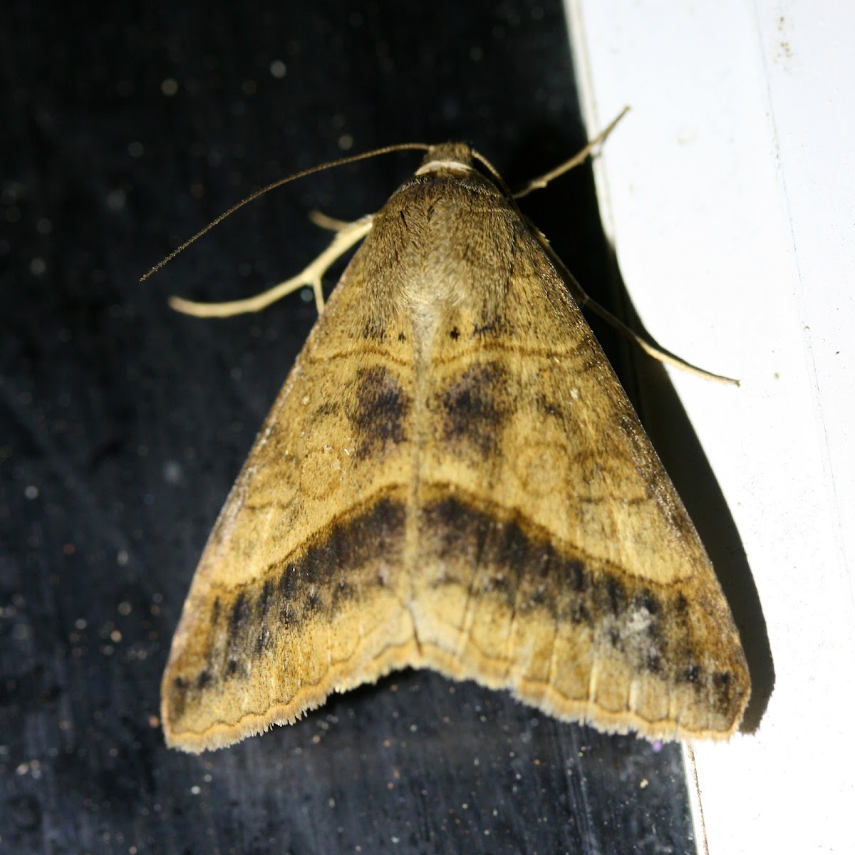 Yellow Mocis Moth