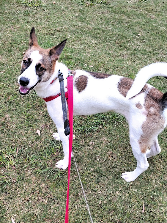 SLの愛犬紹介・保健所・去勢手術・保護犬・じんべえに関するカスタム事例の投稿画像9枚目
