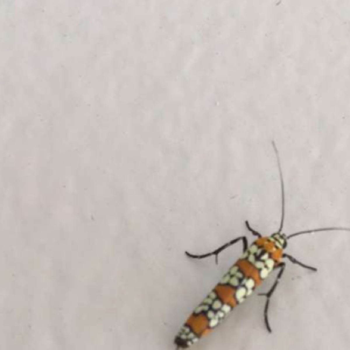 Ailanthus Webworm