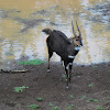 Bushbuck (male)