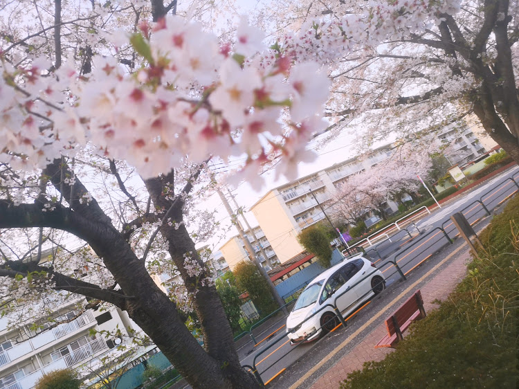 フィットの運営さんお題・サクラと愛車・桜コラボ・スマホ撮影・さくらに関するカスタム事例の投稿画像1枚目