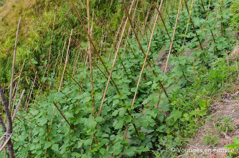 Remontée Lanah Junction, potagers