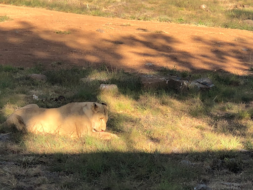 New & Improved Lions Park South Africa 2018