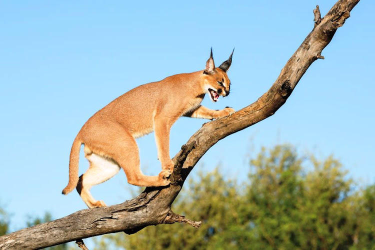 Survival in a rapidly expanding city isn’t easy for caracals. File photo.