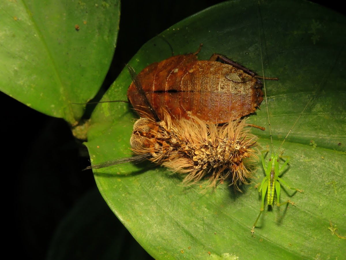 Caterpillar