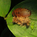 Caterpillar