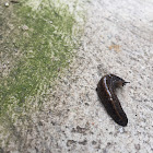 Slug