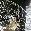 Blue Crab