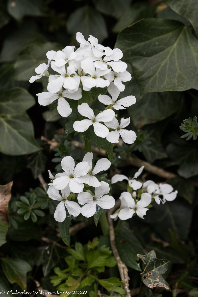 White flower