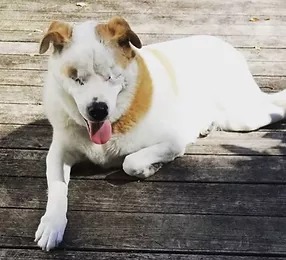 Blind white dog sitting in the sun on porch