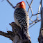 Red-Bellied Woodpecker