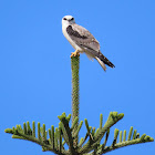 Black shouldered kite