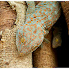 Tokay Gecko