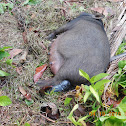 Philippine native pig