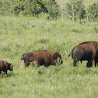 American Bison