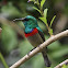 Southern Double-Collared Sunbird