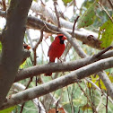 Northern Cardinal