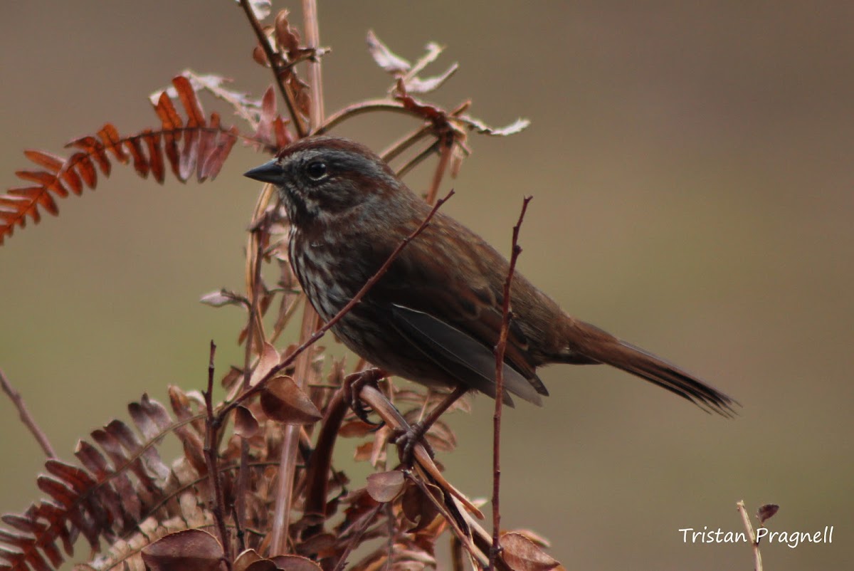 Song Sparrow