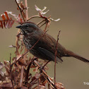 Song Sparrow